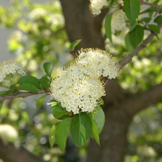 Viburnum prunifolium  - Blackhaw Viburnum