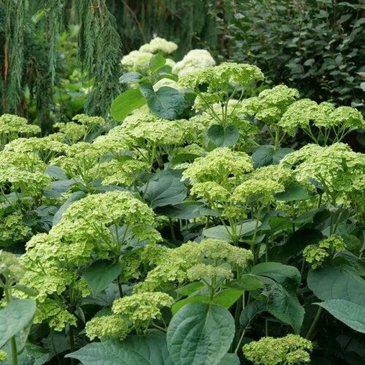 Invincibelle Sublime™ Smooth Hydrangea Shrub