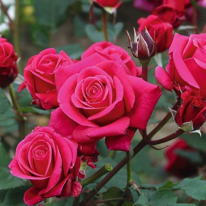 Rosa x 'Noa16079'  - Showpiece™ Lipstick Rose