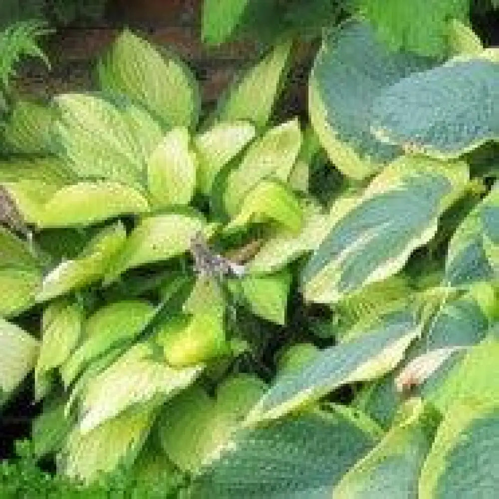 Island Breeze Hosta 1 GALLON Perennial