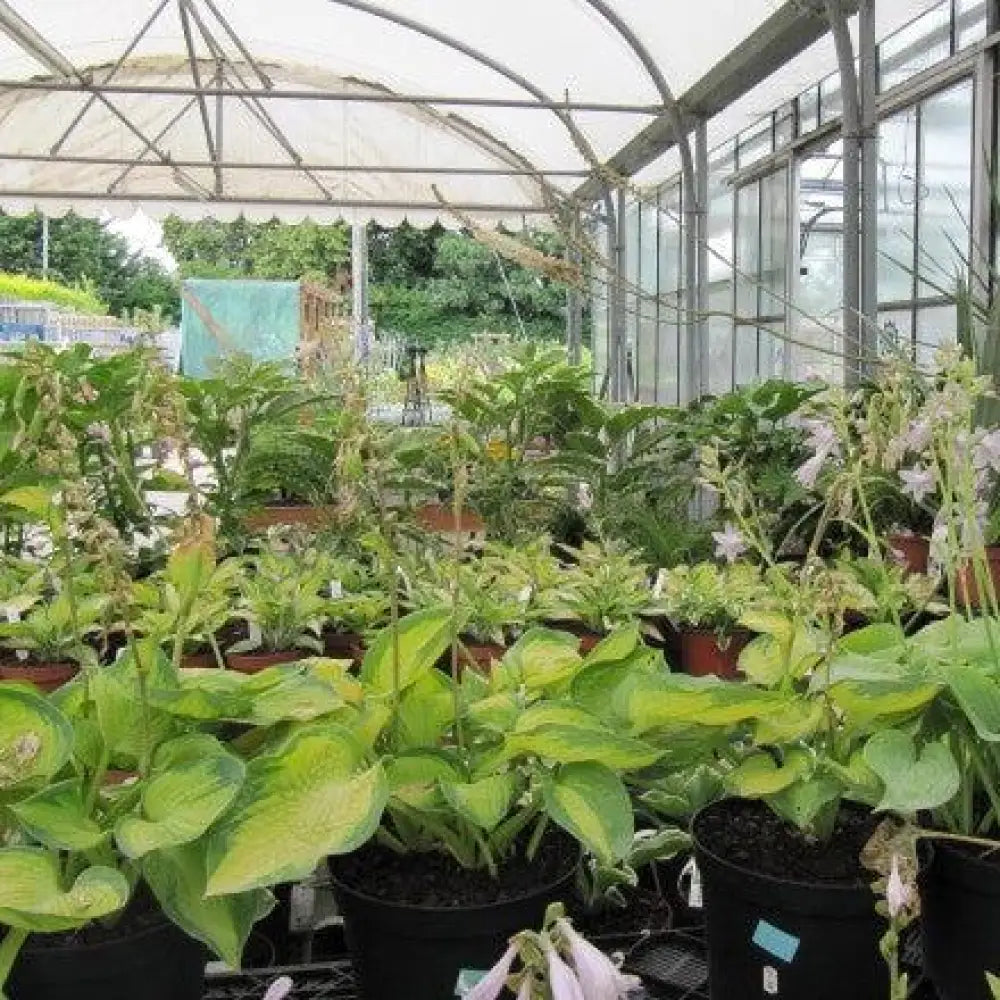 Island Breeze Hosta 1 GALLON Perennial