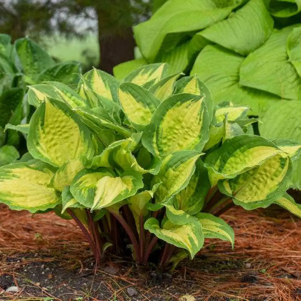 Island Breeze Hosta 1 GALLON Perennial