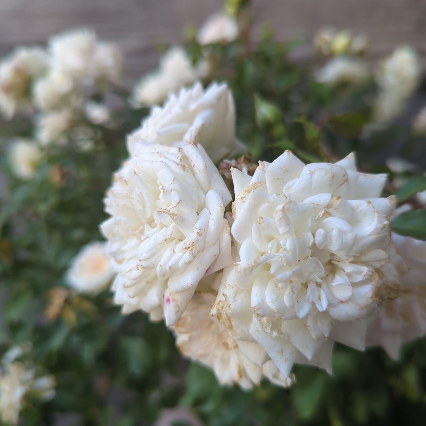 White Drift® Rose