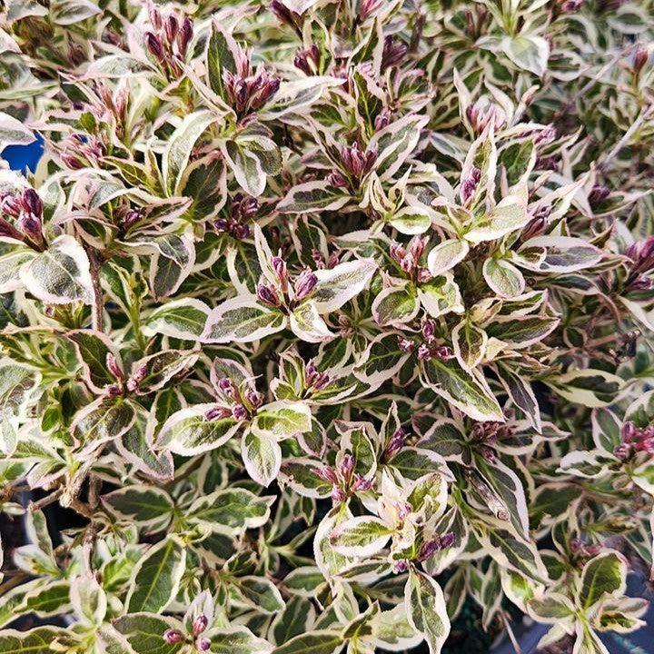 Weigela florida 'Verweig8' PP 30,064  - My Monet Purple Effect® Weigela