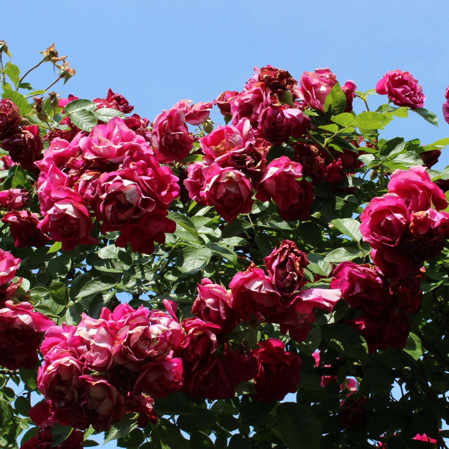 Rosa 'Blaze'  - Blaze Climbing Rose