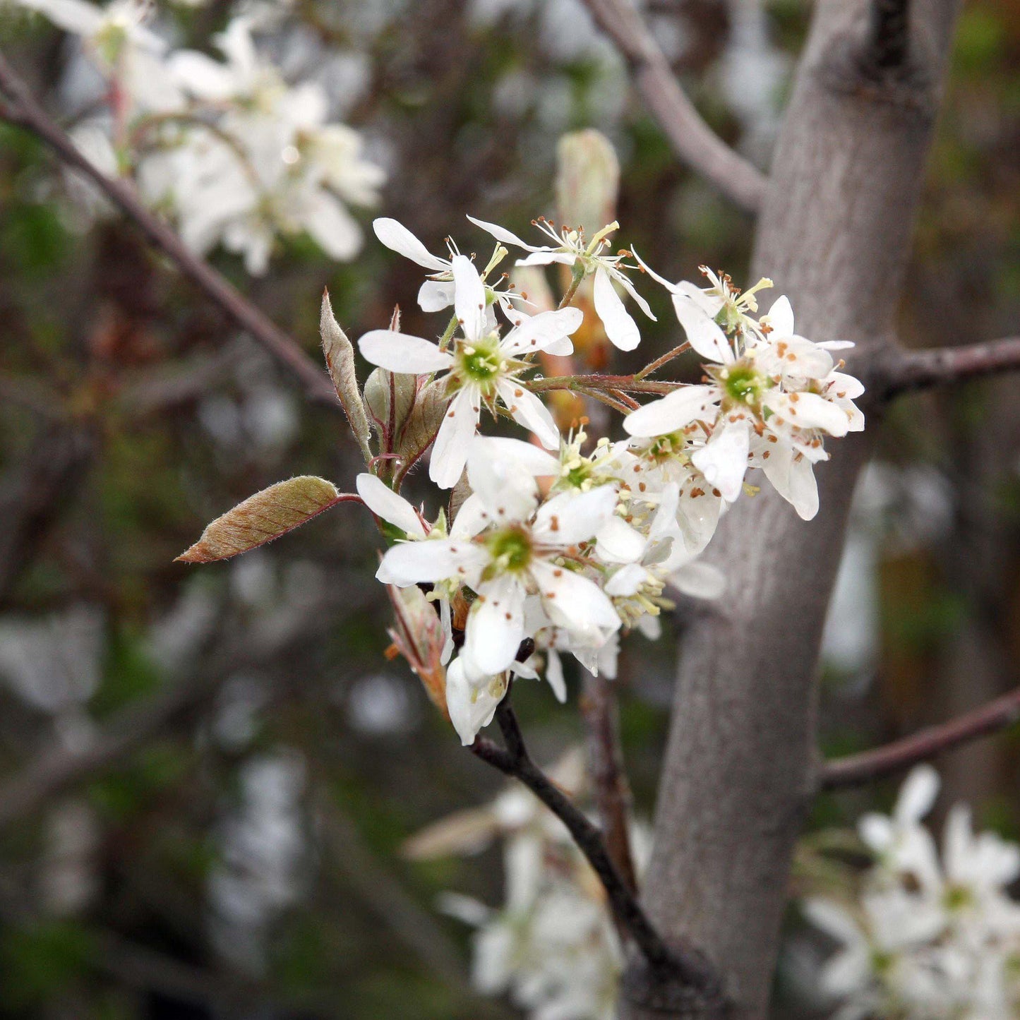 Autumn Brilliance Apple Serviceberry