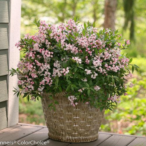 Yuki Cherry Blossom® Deutzia
