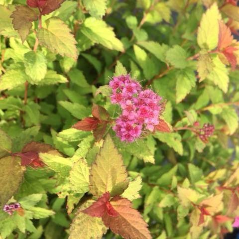 Bloomin' Easy® Pop Rocks® Rainbow Fizz™ Spirea