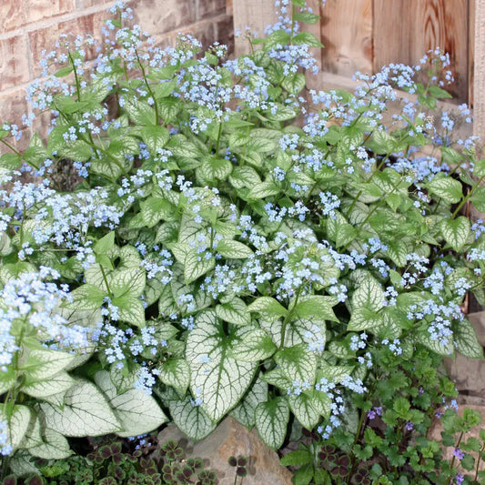 Jack Frost Siberian Bugloss 1 GALLON Perennial