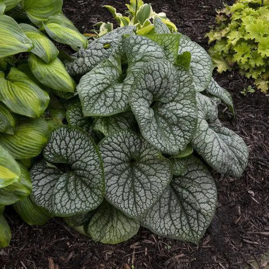 Jack of Diamonds Heartleaf Brunnera 1 GALLON Perennial