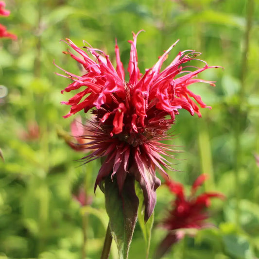 Jacob Cline Bee Balm Perennial