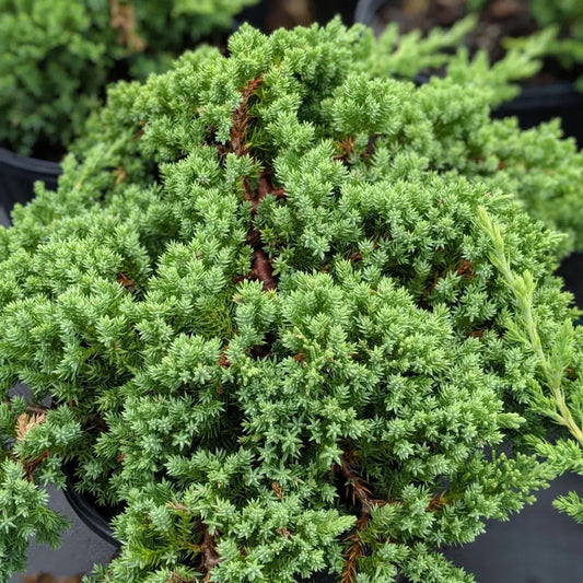 Japanese Garden Juniper Shrub