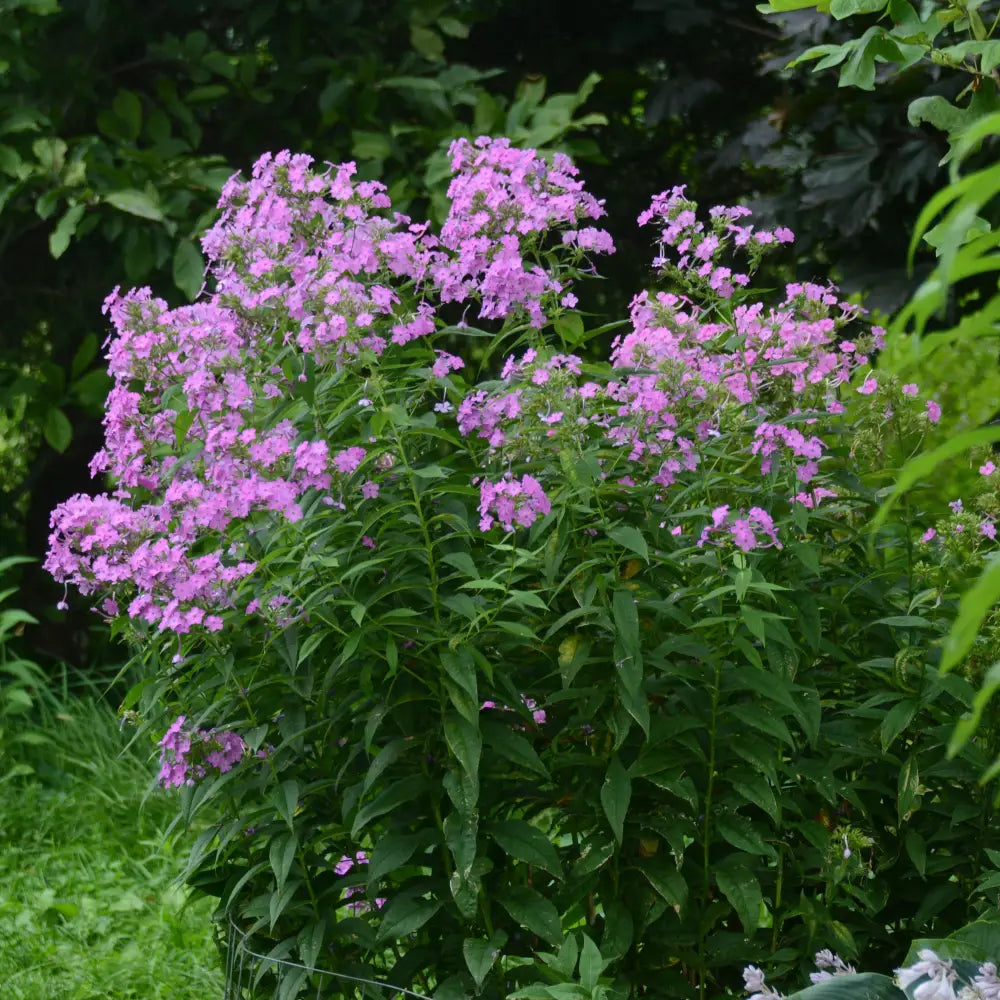 Jeana Garden Phlox Perennial