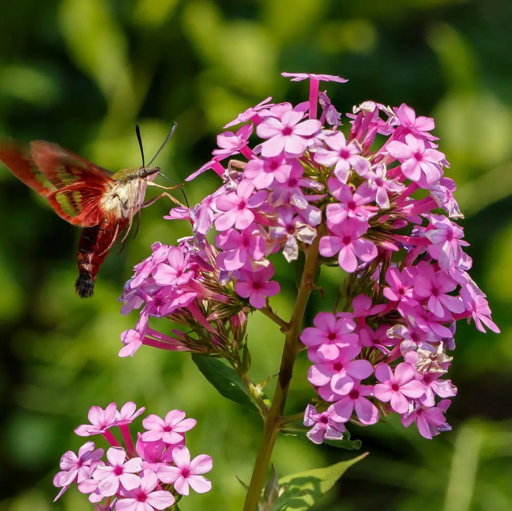 Jeana Garden Phlox Perennial