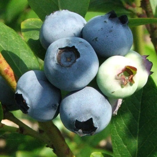 Jersey Highbush Blueberry Shrub