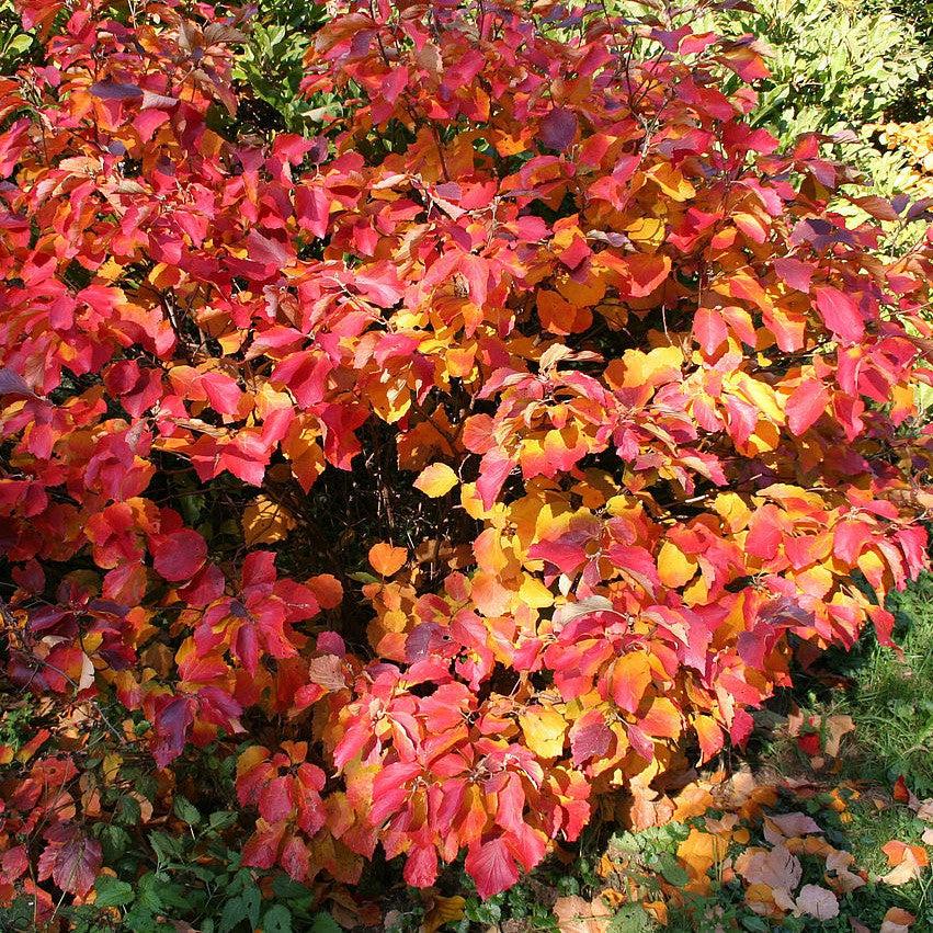 Fothergilla major  - Mountain Witch-alder, Tall Fothergilla