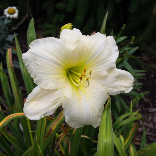 Joan Senior Daylily 1 GALLON Perennial