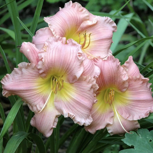Jolyene Nichole Daylily 1 GALLON Perennial