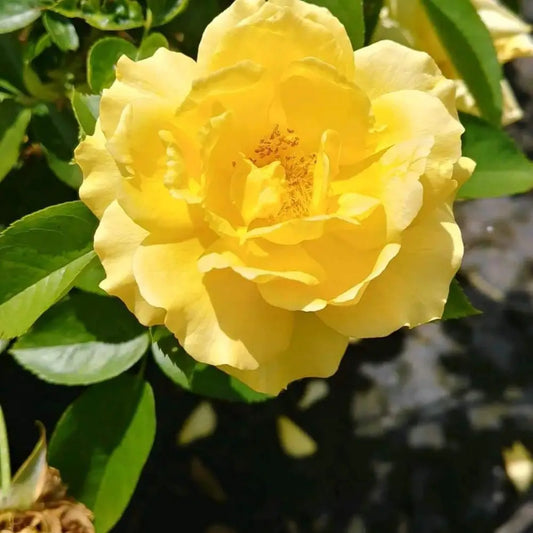 Julia Child™ Rose Shrub