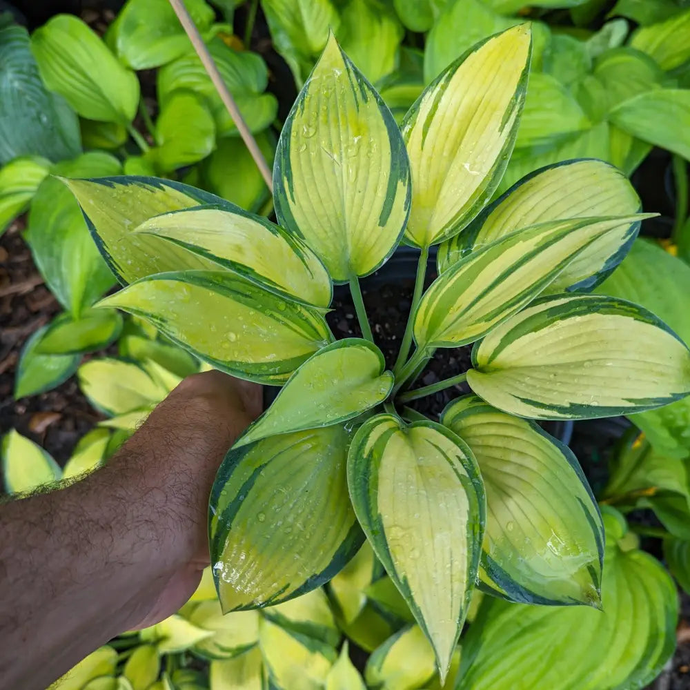 June Hosta 1 GALLON Perennial