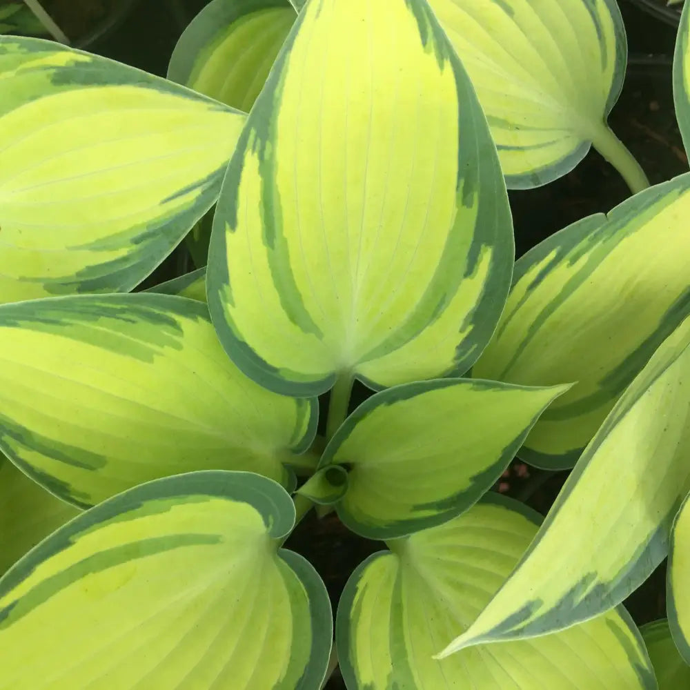 June Hosta 1 GALLON Perennial