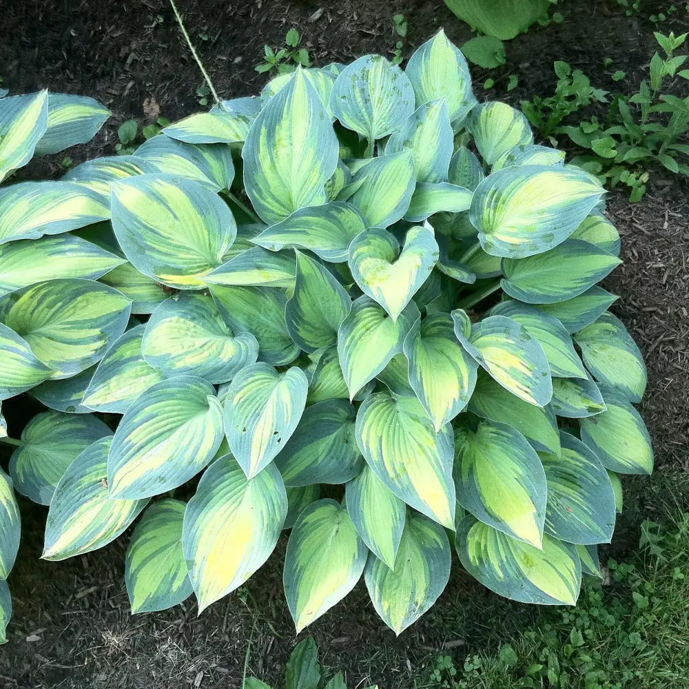 June Hosta 1 GALLON Perennial