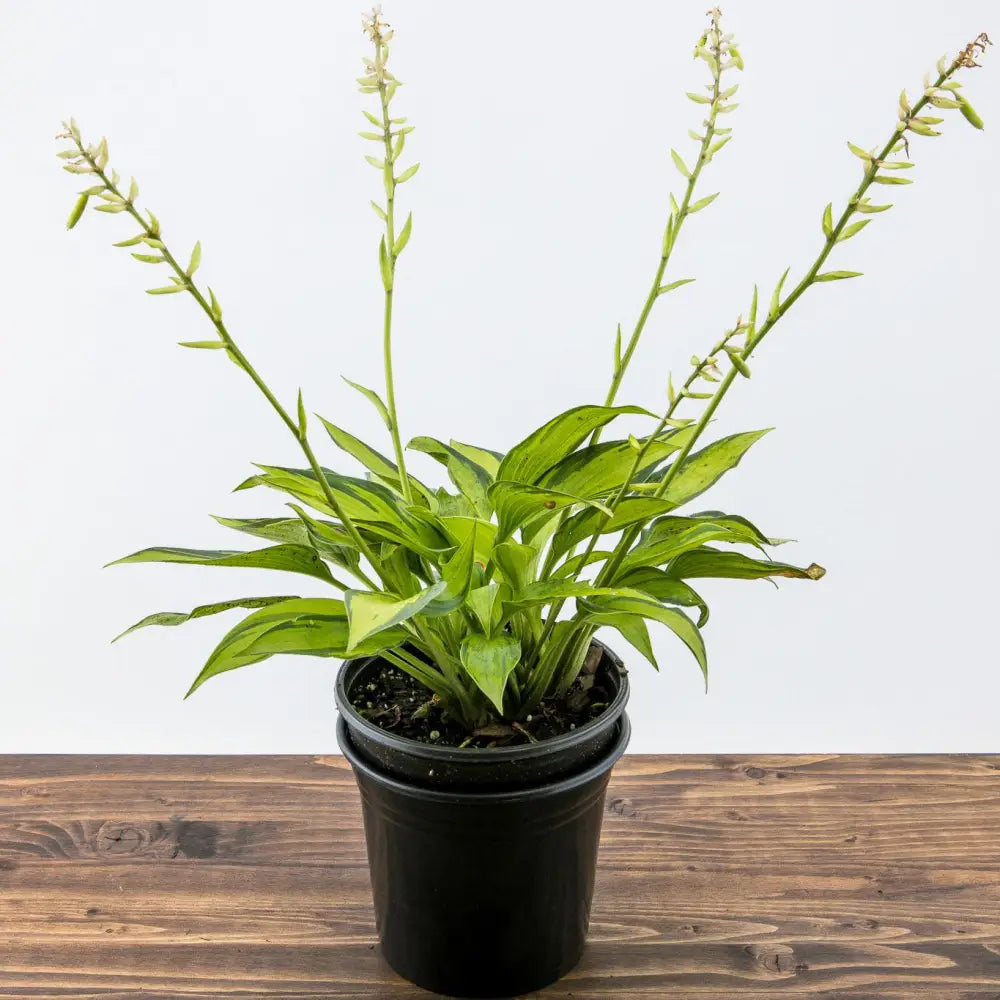 June Hosta 1 GALLON Perennial