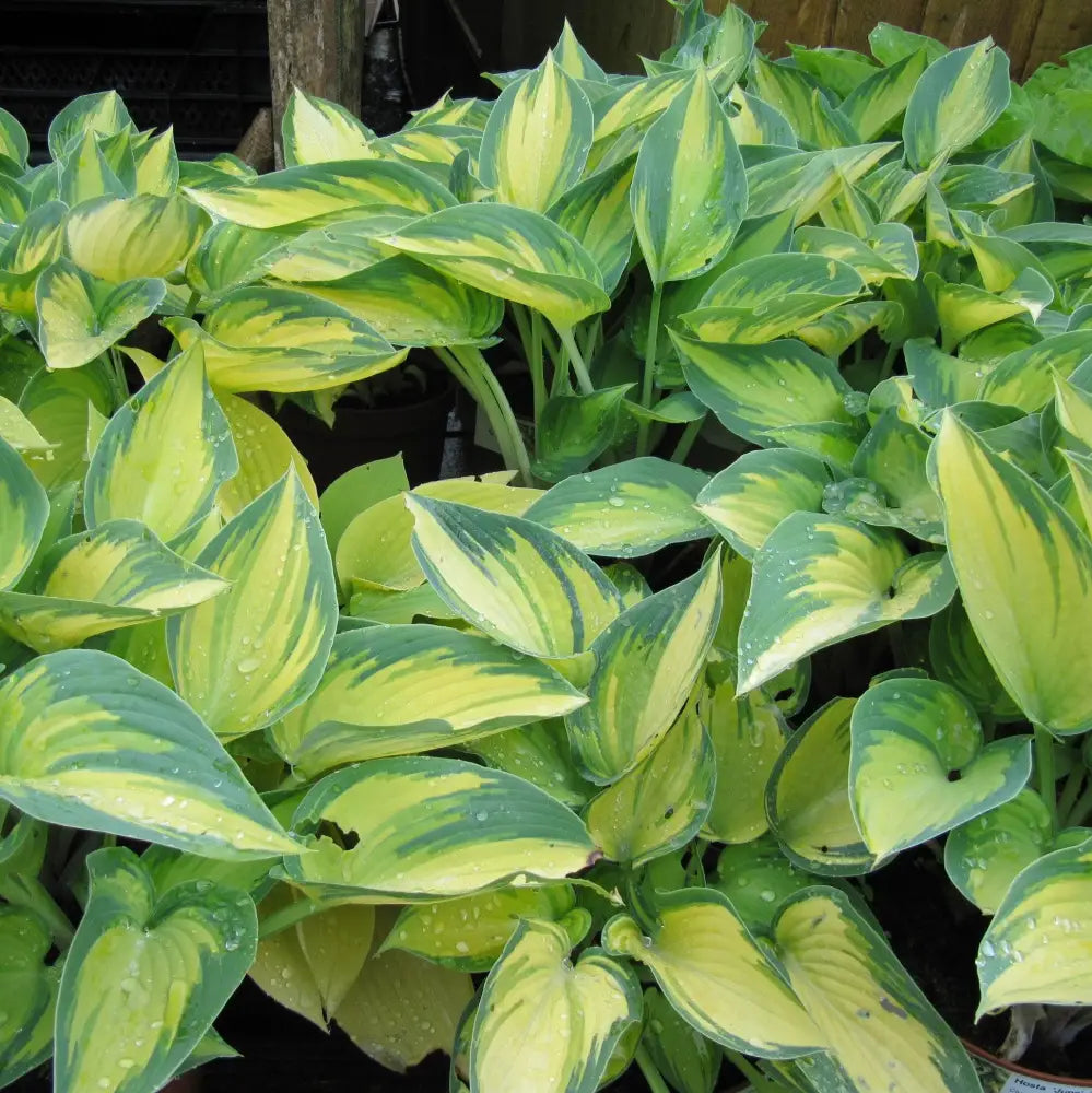 June Hosta 1 GALLON Perennial