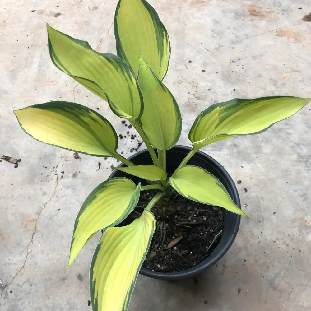 June Hosta 1 GALLON Perennial