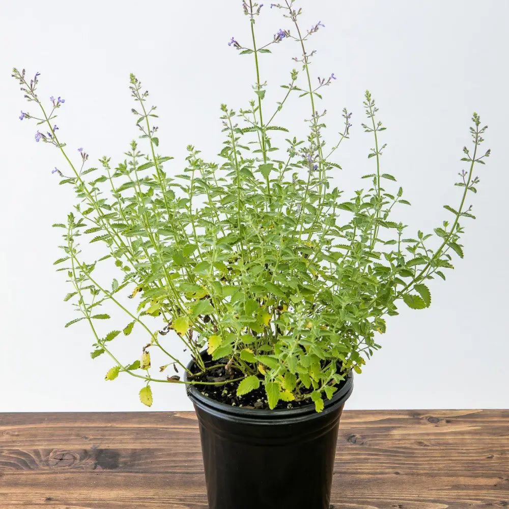 Junior Walker™ Catmint Perennial
