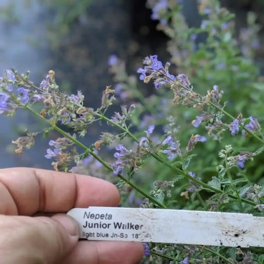 Junior Walker™ Catmint Perennial