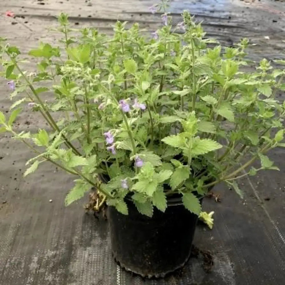 Junior Walker™ Catmint Perennial