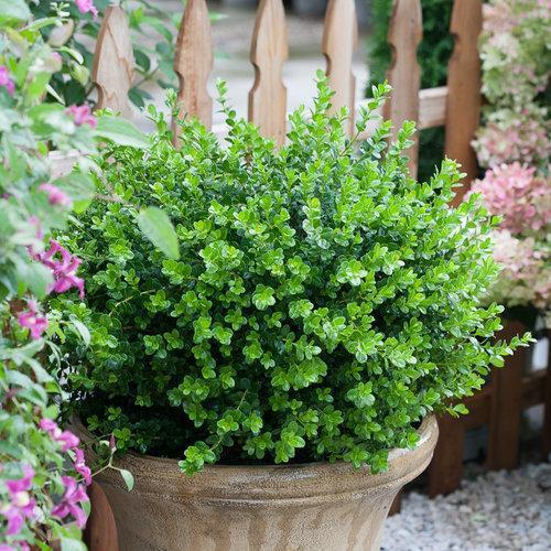 Sprinter® Boxwood
