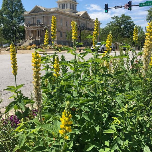 Thermopsis villosa  - Carolina Lupine