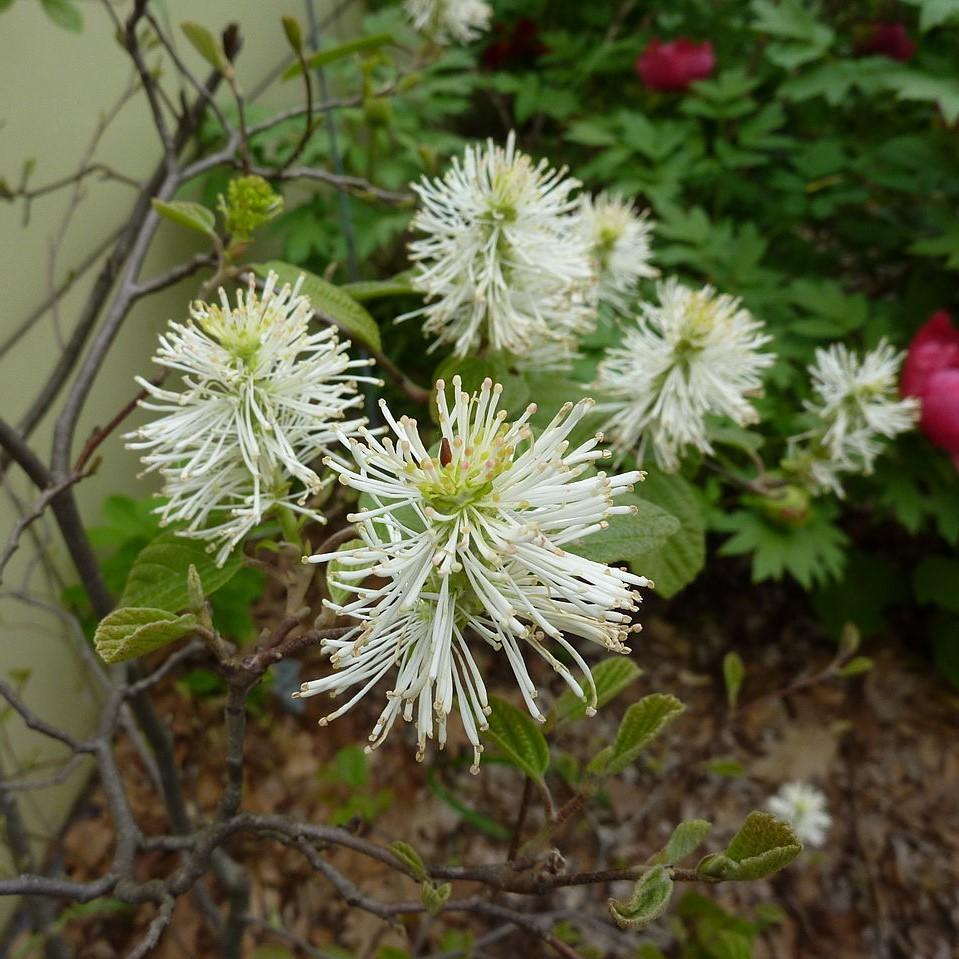Fothergilla