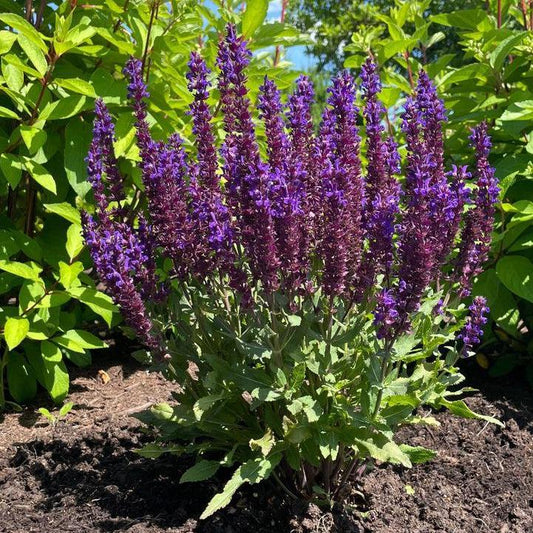 Salvia x nemorosa 'Balsalpur154'  - Perpetual Purple™ Meadow Sage