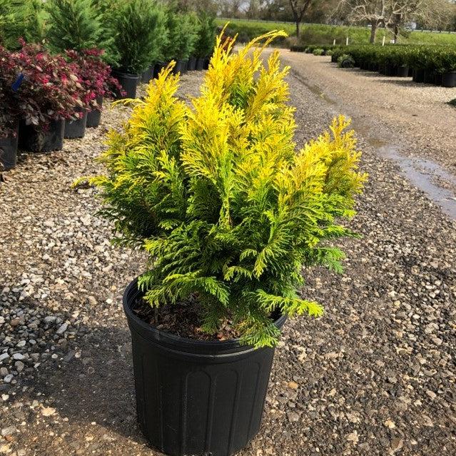 Golden Hinoki False Cypress