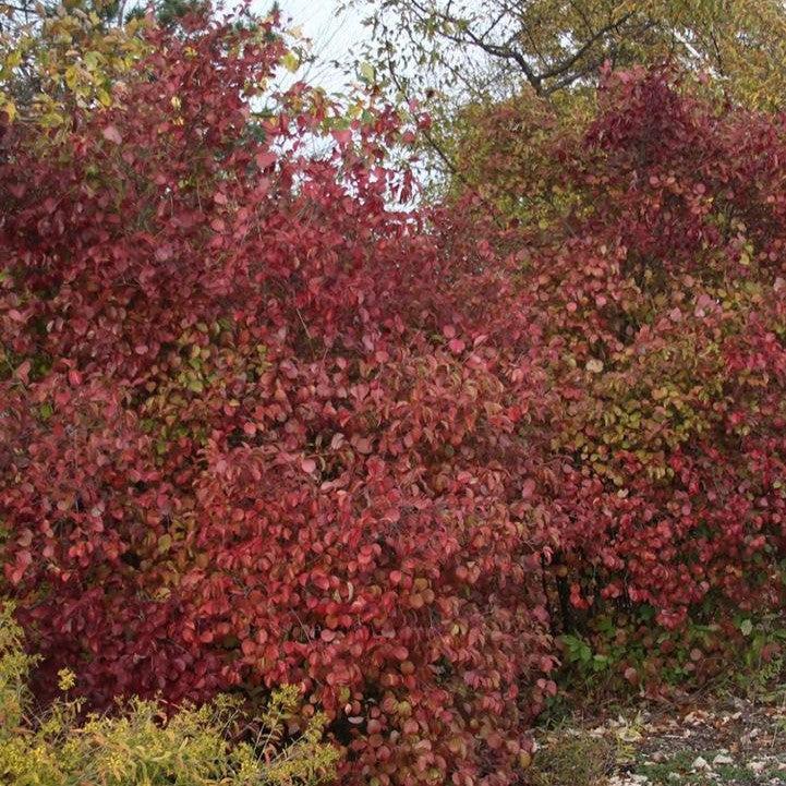 Viburnum dentatum 'J.N. Select'  - Red Feather® Arrowwood