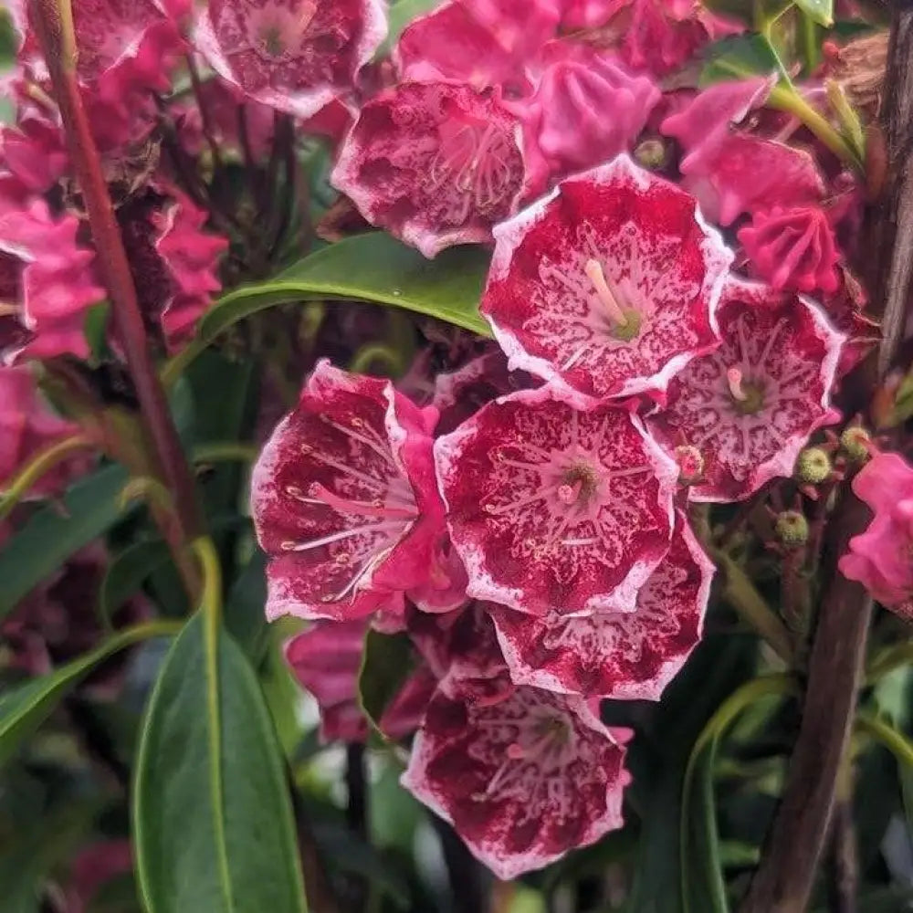 Kaleidoscope Mountain Laurel Shrub