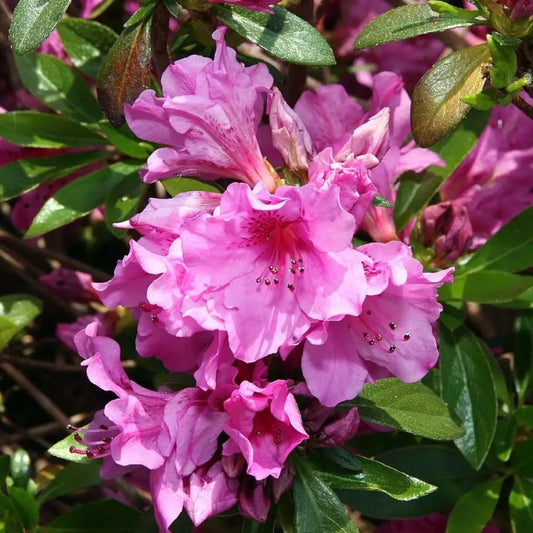 Karen Azalea Shrub
