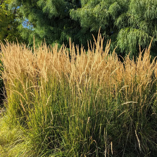 Karl Foerster’s Feather Reed Grass Ornamental Grass