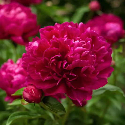Karl Rosenfield Peony Perennial