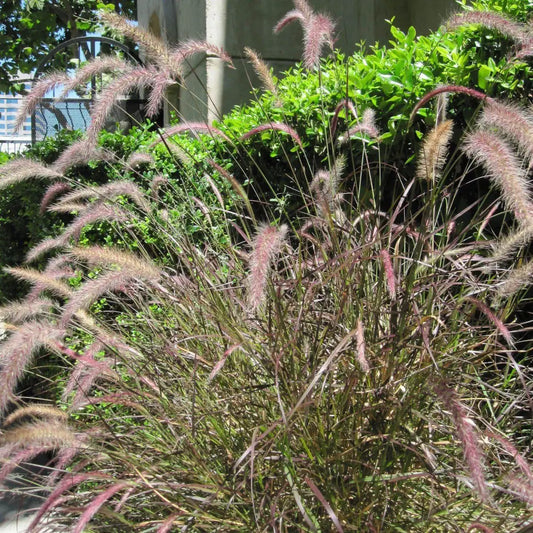 Karley Rose Fountain Grass 2 GALLON Ornamental Grass