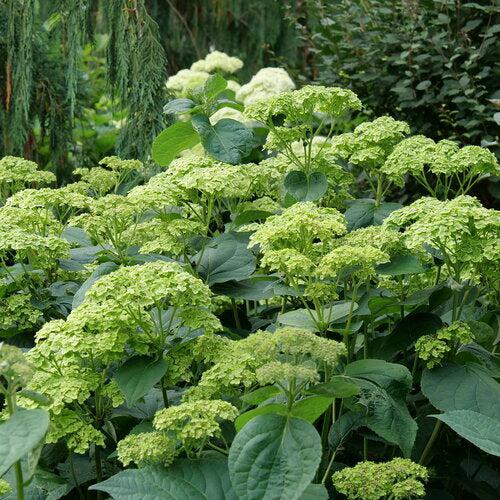 Invincibelle Sublime™ Smooth Hydrangea