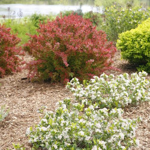 PW® Low Scape Mound® Aronia