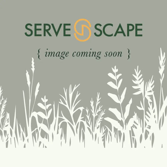 Kickin’® Sapphire™ Aster 2 GALLON Perennial