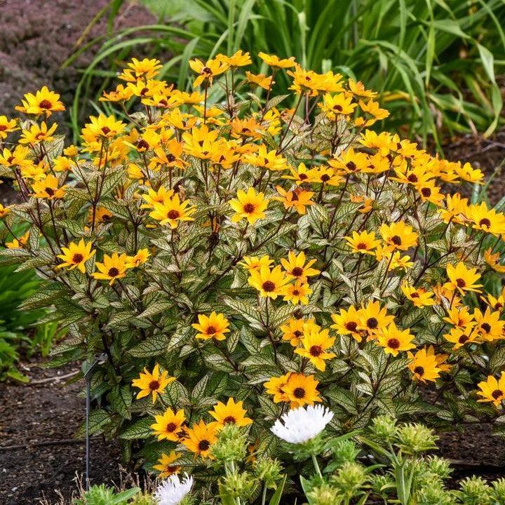 Heliopsis helianthoides 'Touch of Blush'  - Touch of Blush False Sunflower