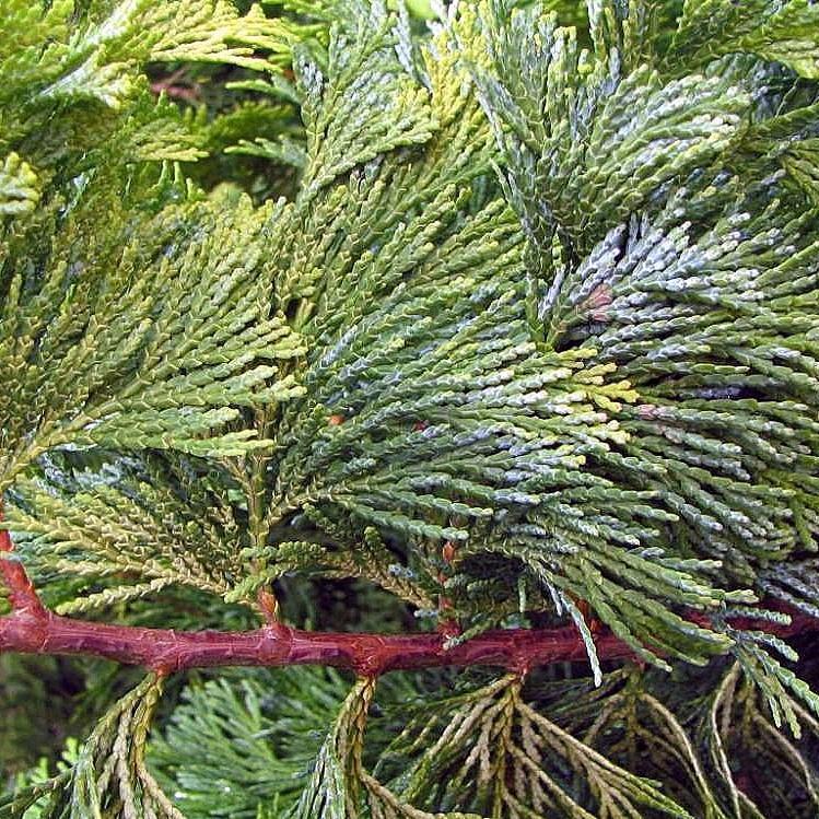 Golden Hinoki False Cypress