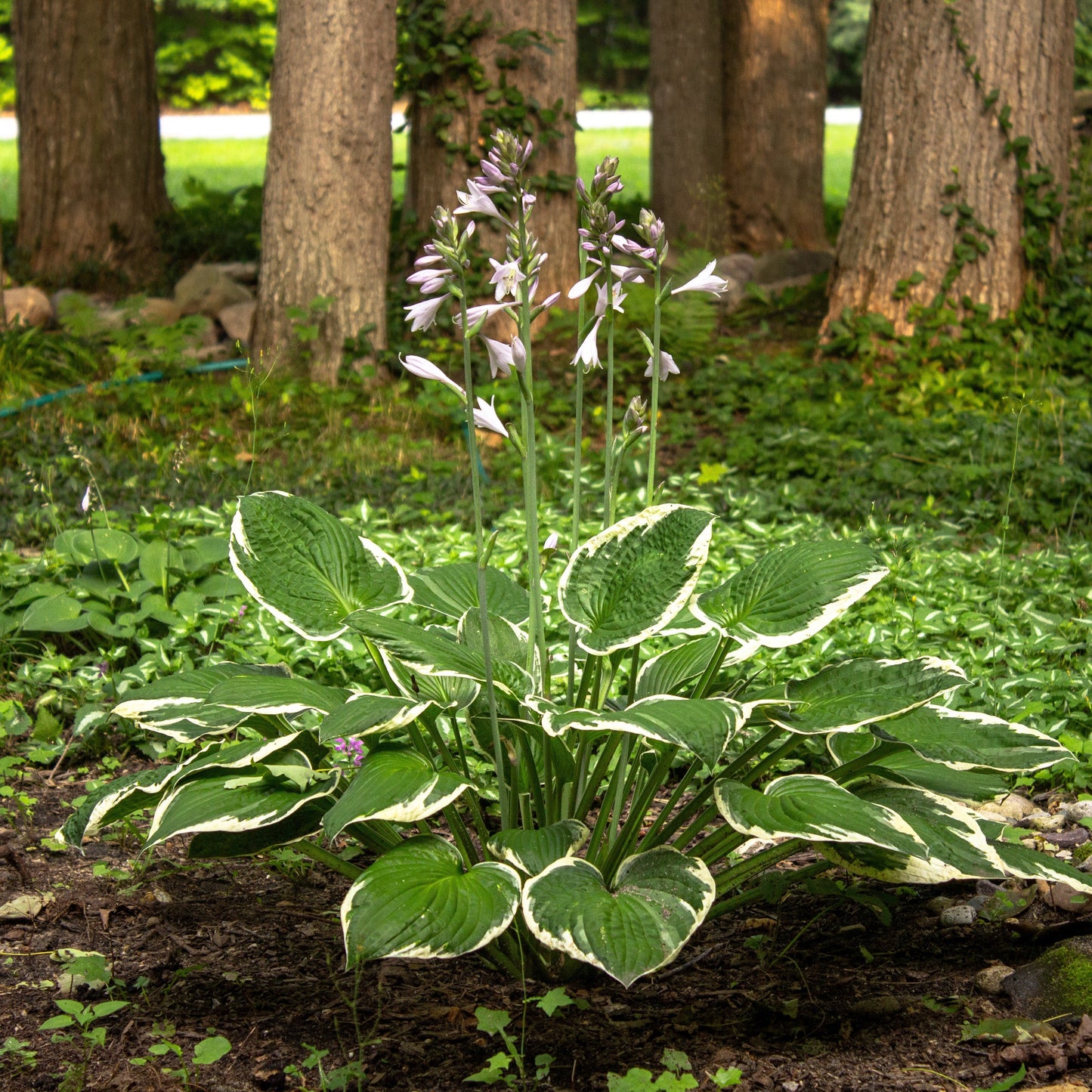 Patriot Hosta