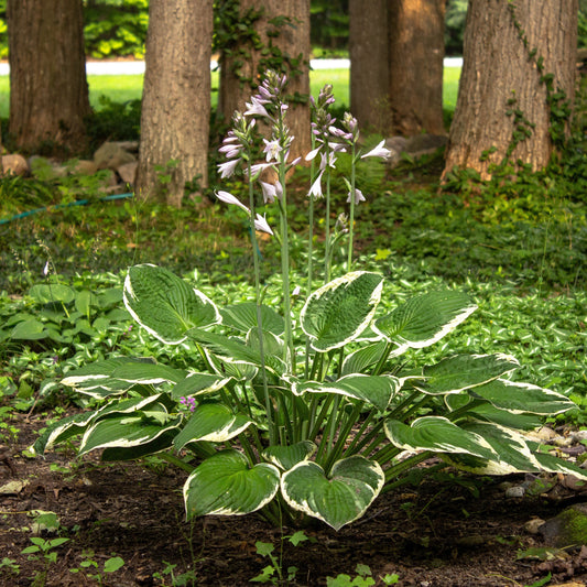 Patriot Hosta